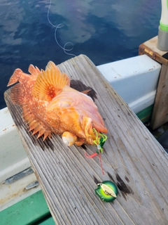 ウッカリカサゴの釣果