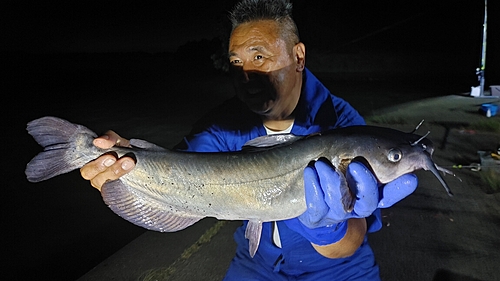 アメリカナマズの釣果