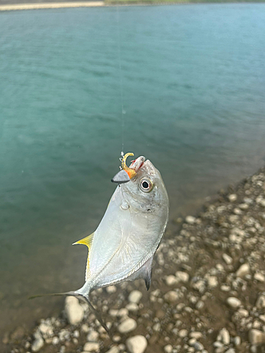 メッキの釣果