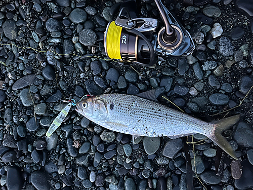 コノシロの釣果