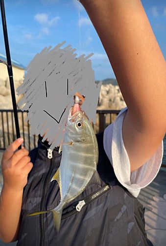 オニヒラアジの釣果