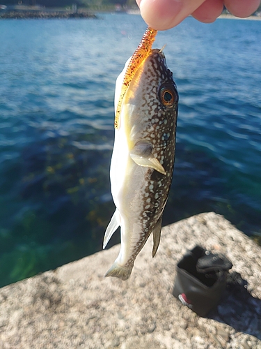 フグの釣果