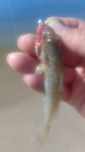 ハゼの釣果