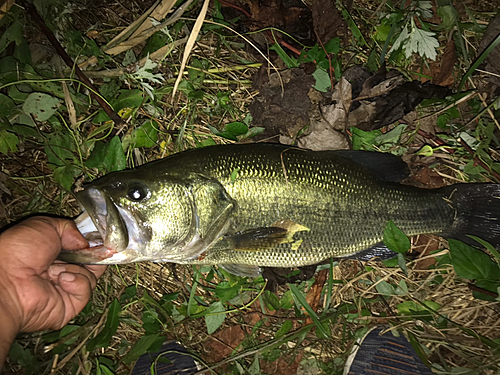 ブラックバスの釣果