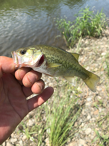 ラージマウスバスの釣果