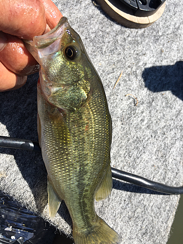 ラージマウスバスの釣果