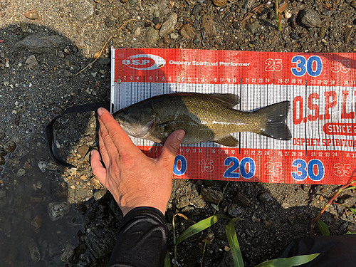 スモールマウスバスの釣果