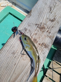 シロサバフグの釣果