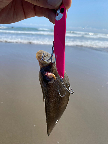 シタビラメの釣果