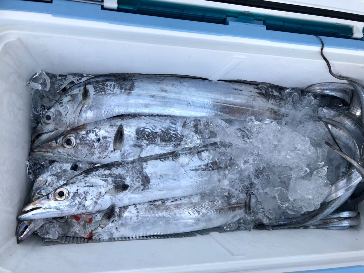 運任せアングラーさんの釣果 2枚目の画像