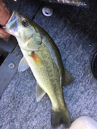 ラージマウスバスの釣果