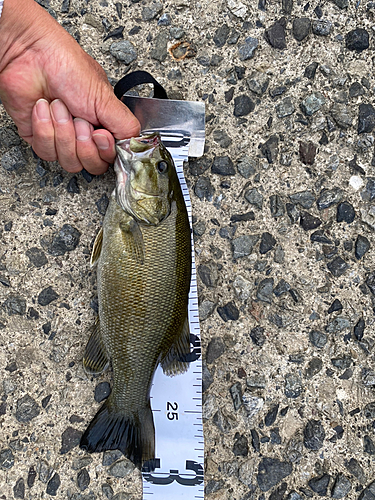 スモールマウスバスの釣果