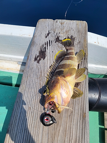 アオハタの釣果