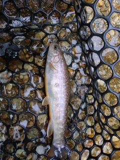 イワナの釣果