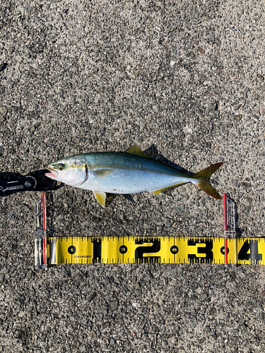 ツバスの釣果