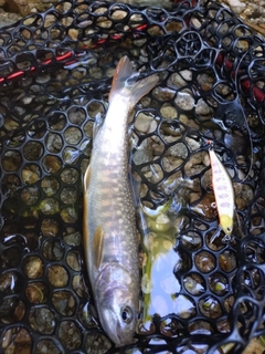 イワナの釣果