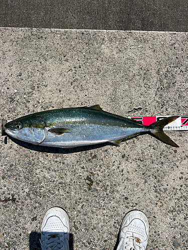 メジロの釣果