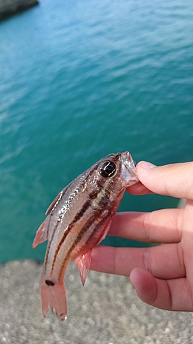 ネンブツダイの釣果