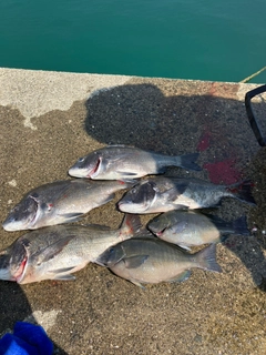 チヌの釣果