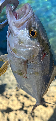 ショゴの釣果