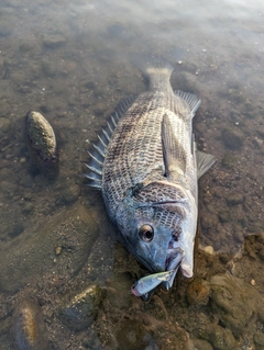 チヌの釣果