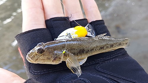 ハゼの釣果