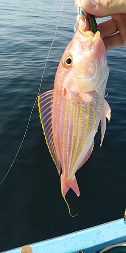 イトヨリダイの釣果