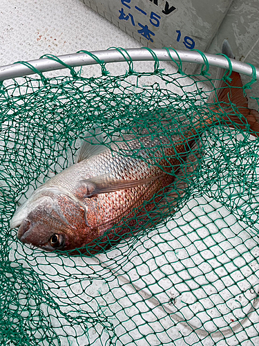 レンコダイの釣果