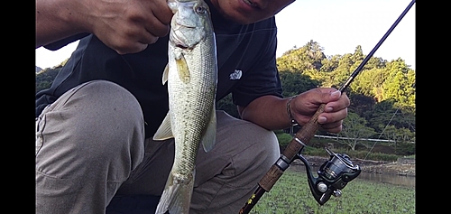 ブラックバスの釣果