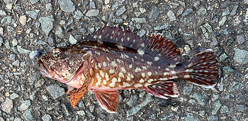 レンコダイの釣果