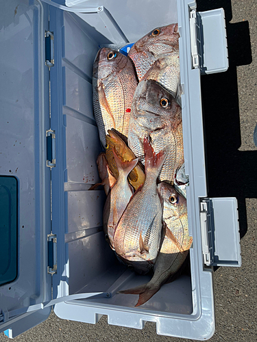 マダイの釣果