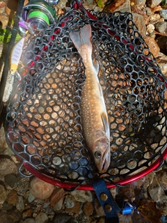 イワナの釣果