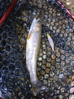 イワナの釣果