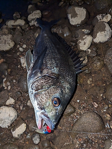 チヌの釣果