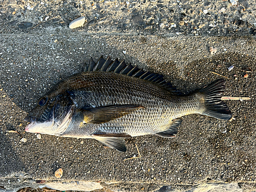 クロダイの釣果