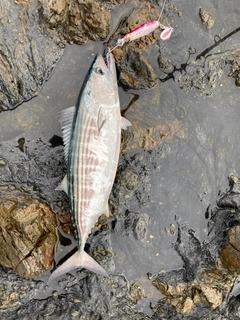 ハガツオの釣果