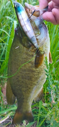 スモールマウスバスの釣果