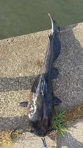 アメリカナマズの釣果