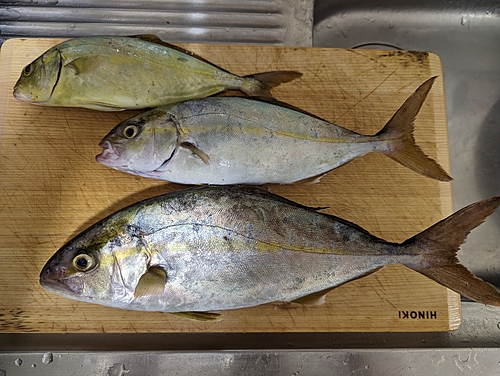 ショゴの釣果