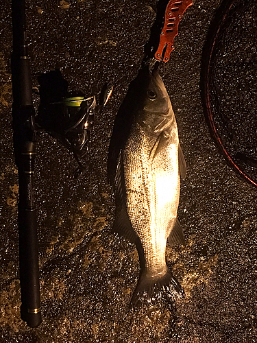 ヒラスズキの釣果