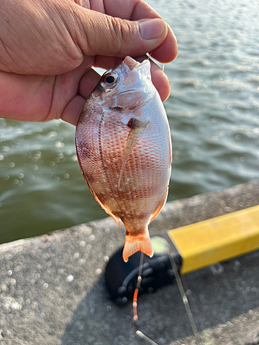 チャリコの釣果