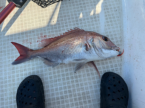 マダイの釣果