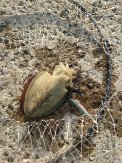 コウイカの釣果