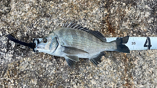 チヌの釣果