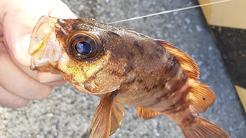 メバルの釣果