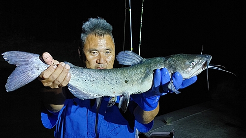 アメリカナマズの釣果