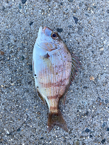 チャリコの釣果