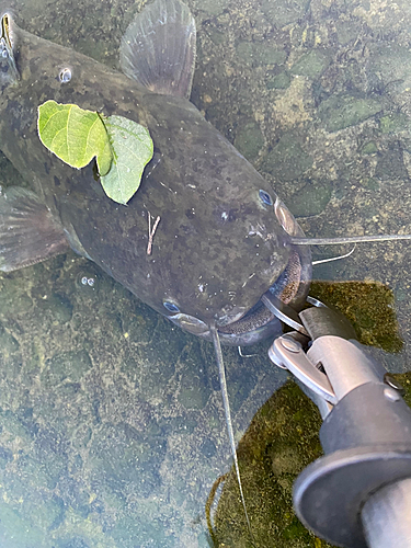 マナマズの釣果