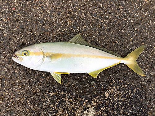 ヒラマサの釣果