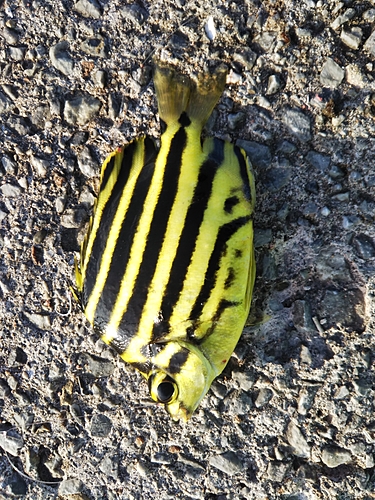 カゴカキダイの釣果